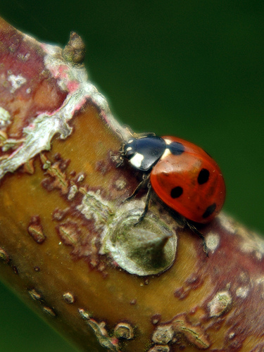 Camouflage von Gius Cescu 