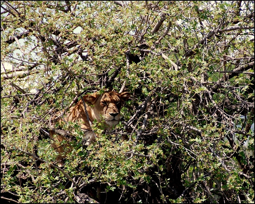 Camouflage !!!