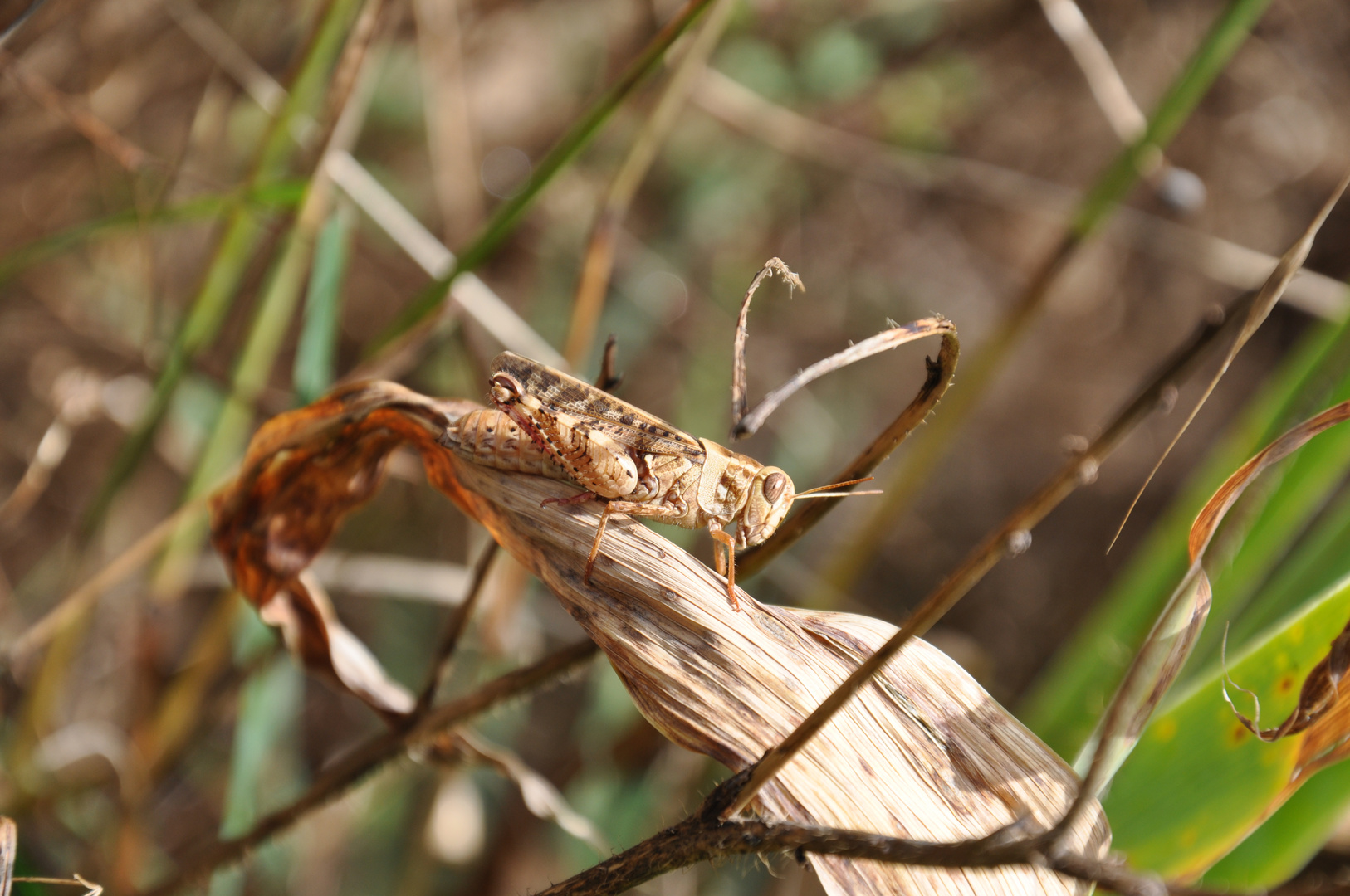 camouflage