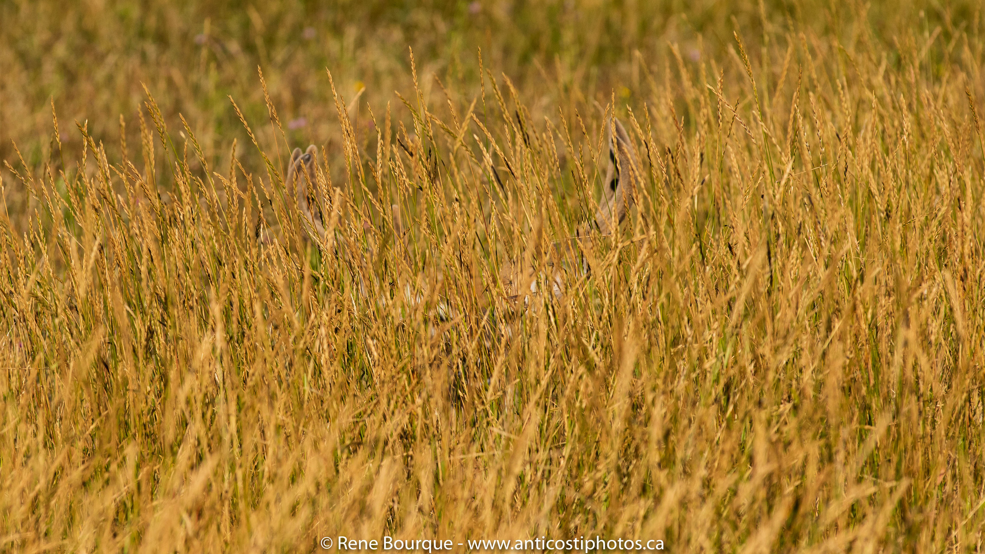 Camouflage de cervidé