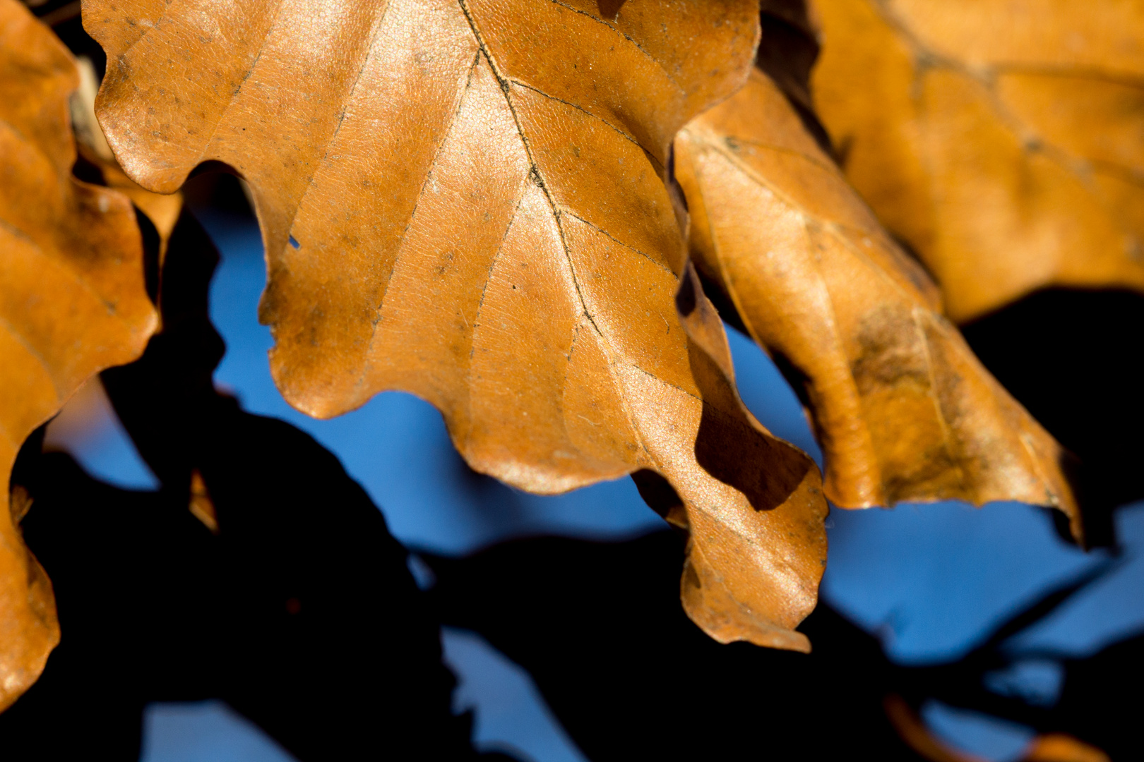 Camouflage der Natur