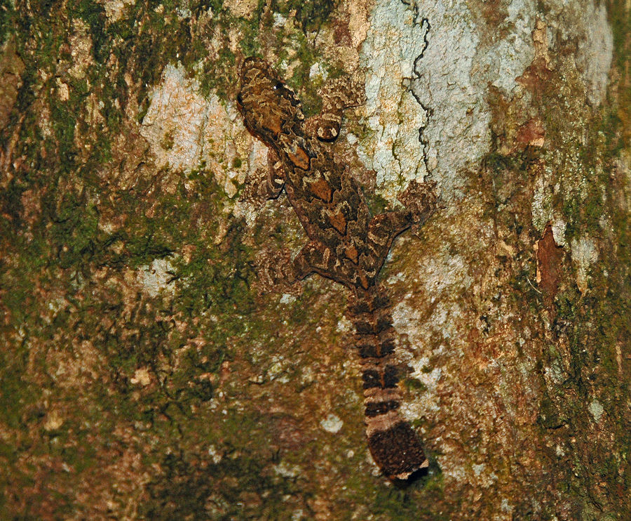 Camouflage eines "Gliders"