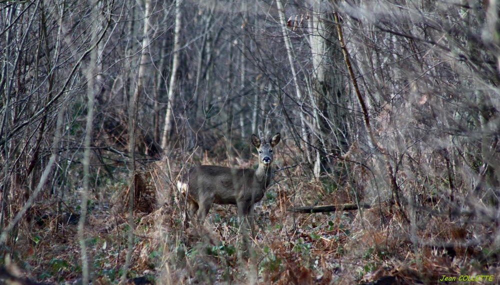 " Camouflage"