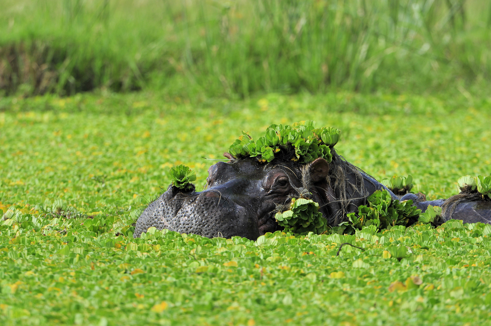 CAMOUFLAGE HIPPIE