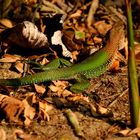 Camouflage, lézard dans le Madre de Dios, Pérou