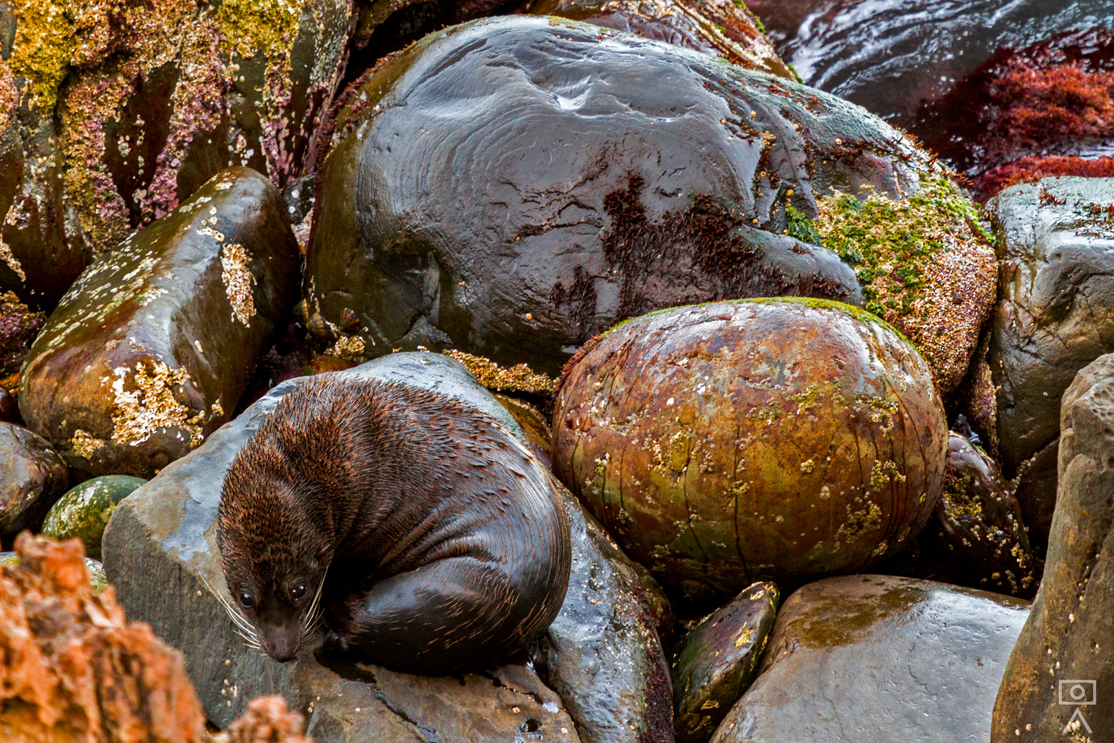 Camouflage (Mähnenrobbe), Australien