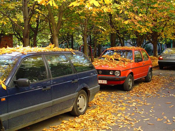 Camouflage of fall