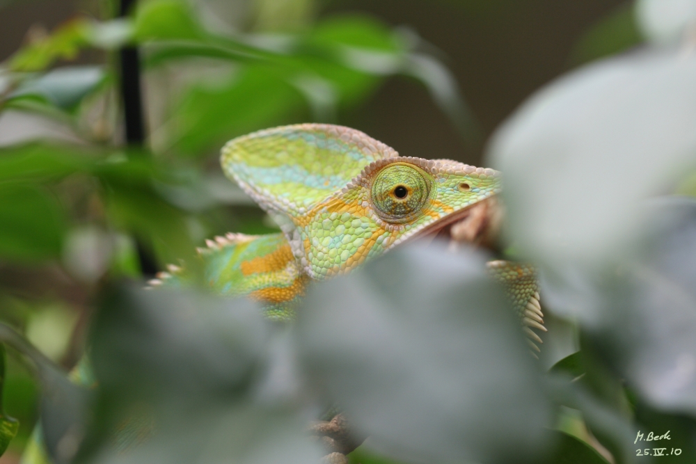 camouflaged