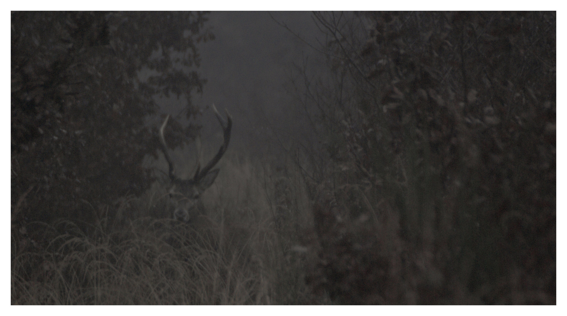 camouflé dans le brouillard.