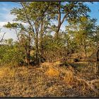 Camp in Moremi/ Botswana