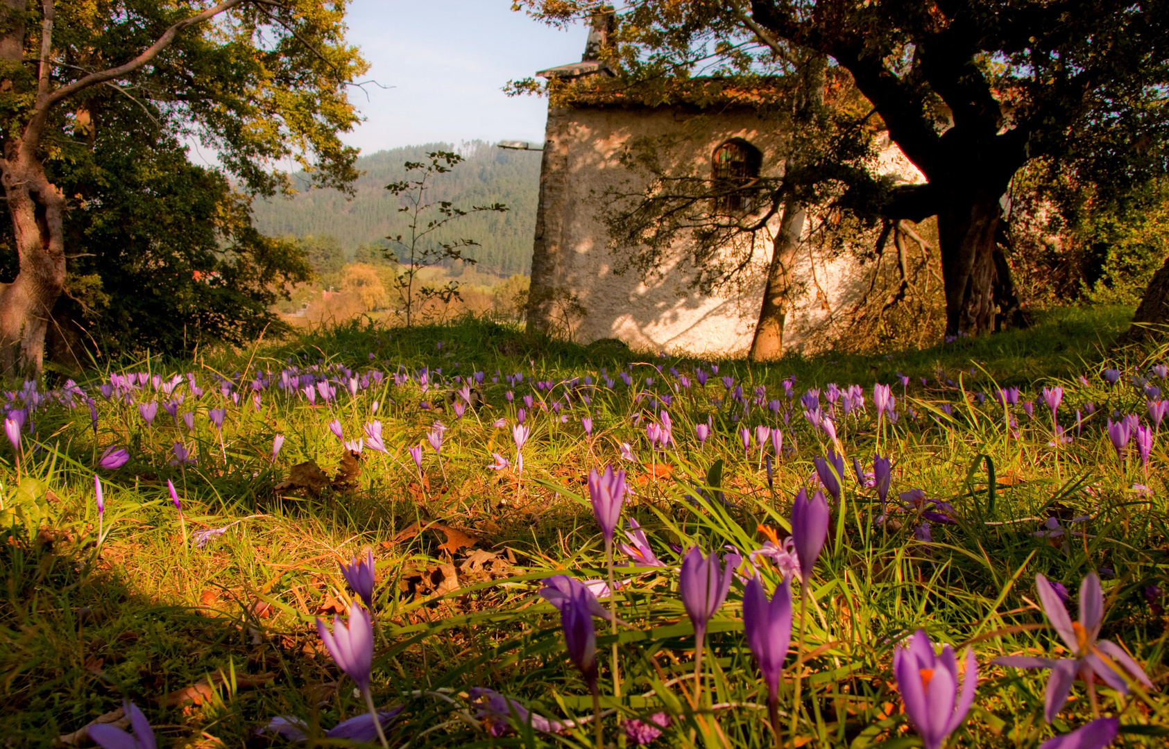 CAMPA DE SAN ANTONIO