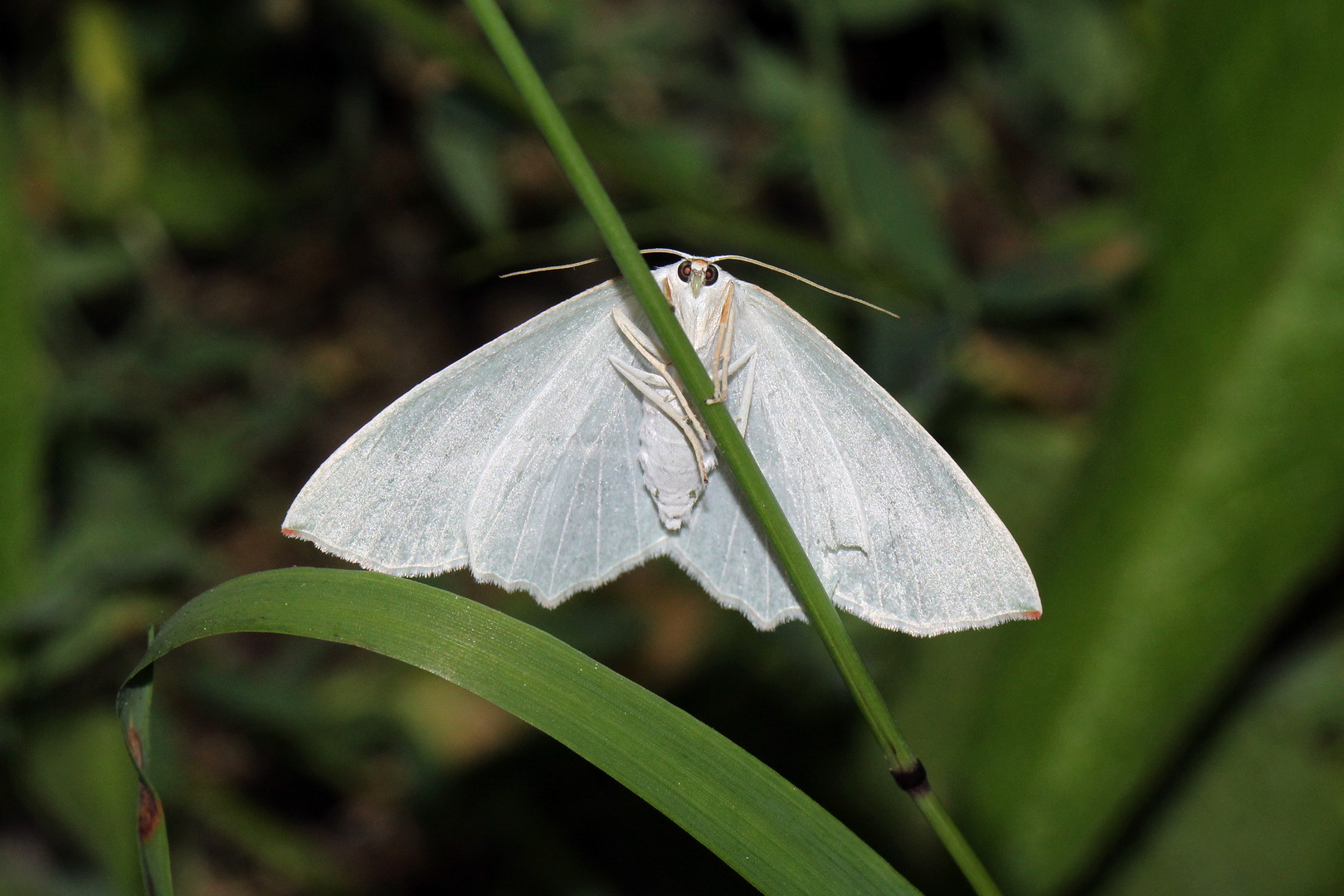 Campaea margaritaria