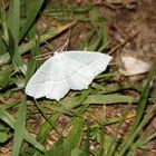 Campaea margaritaria - Perlglanzspanner 