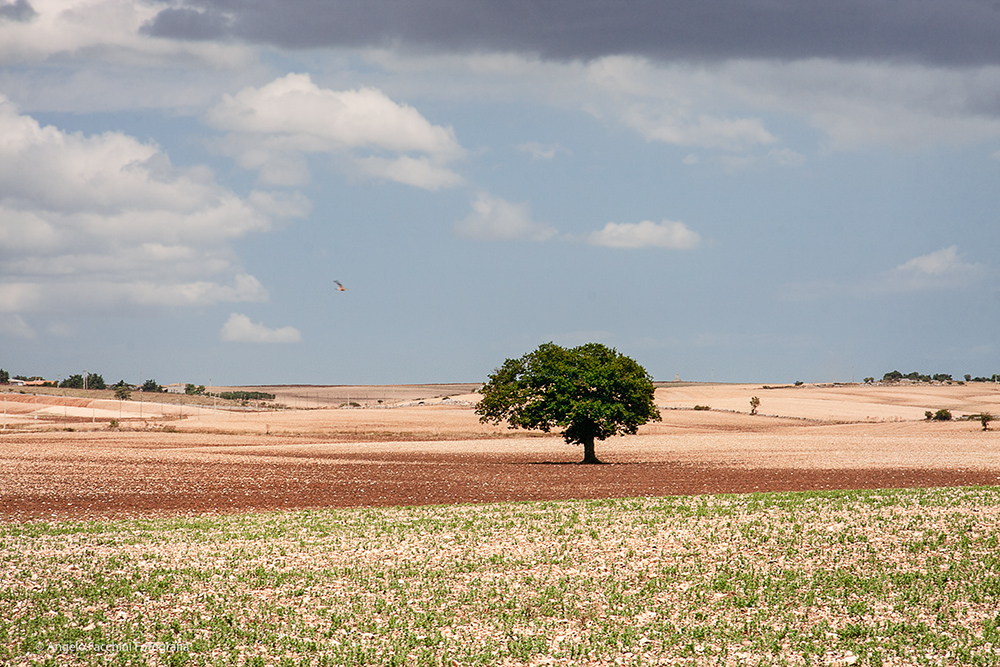 Campagna