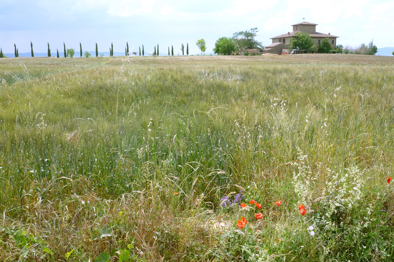 campagna