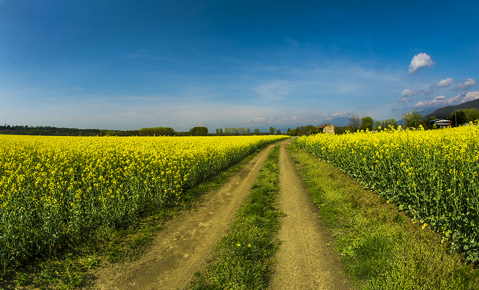 CAMPAGNA A PRIMAVERA