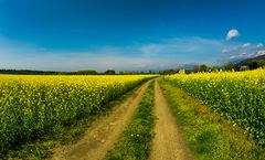 CAMPAGNA A PRIMAVERA