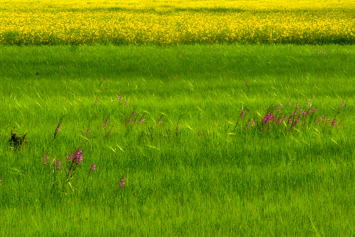 Campagna ad aprile