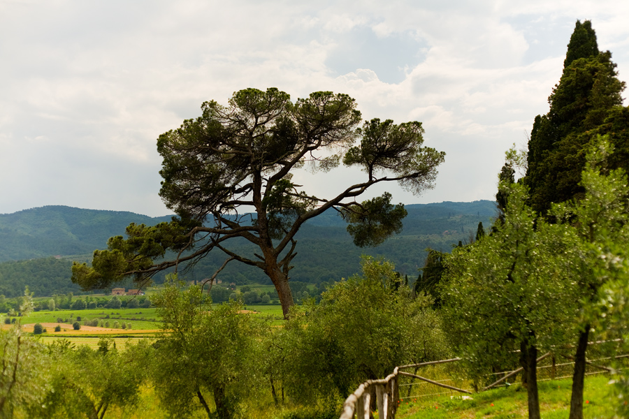 campagna Arezzo