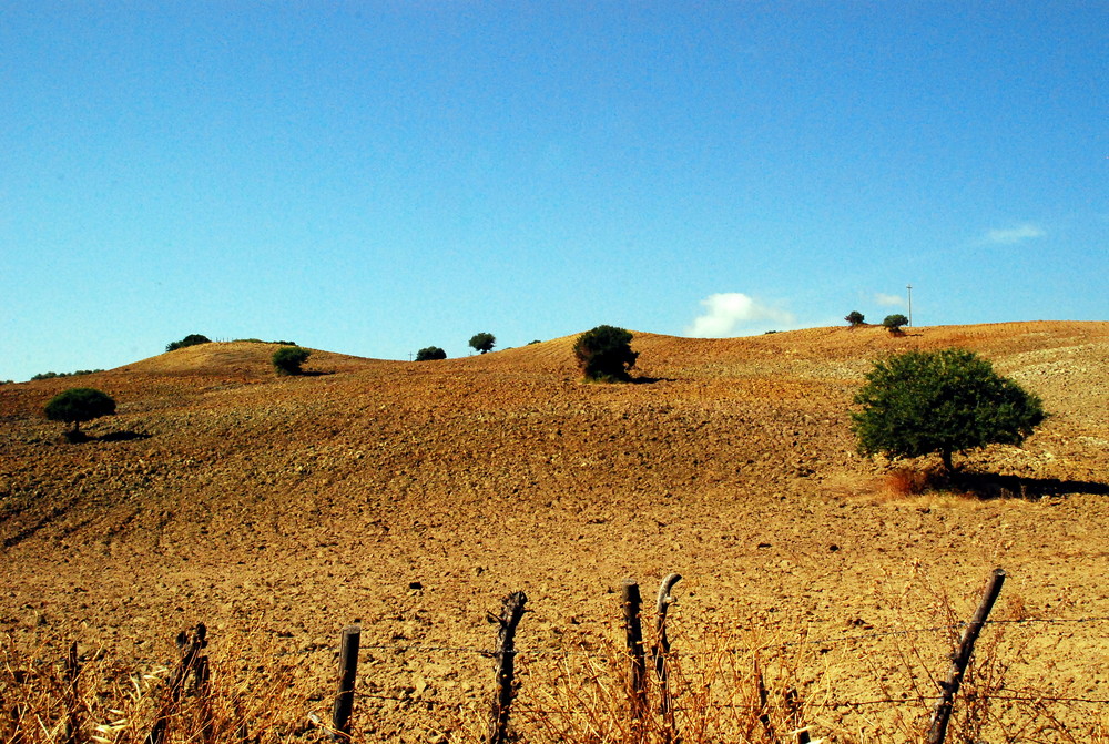 Campagna calabra