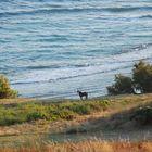 campagna cavalli e mare