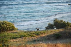 campagna cavalli e mare