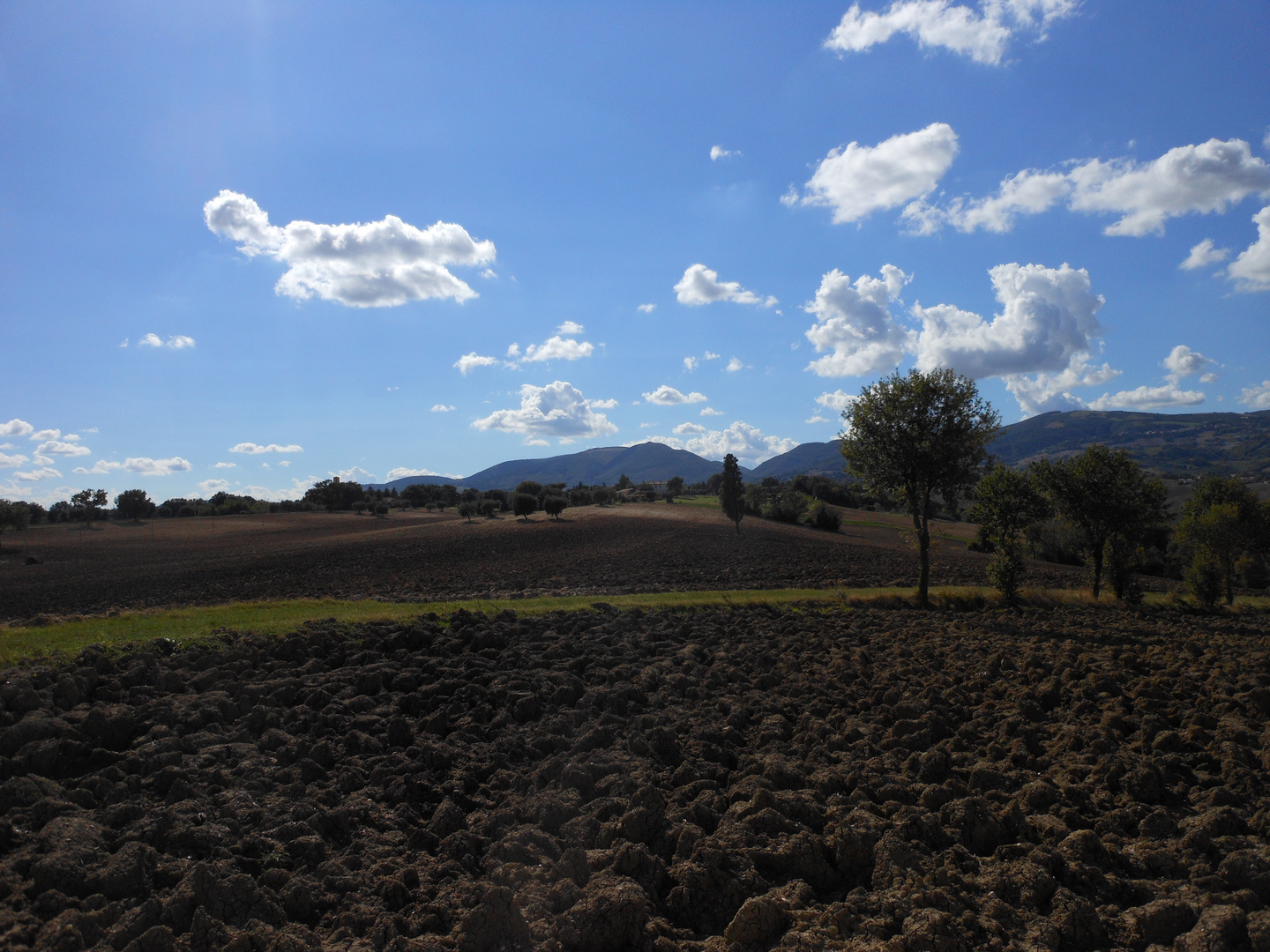 Campagna cingolana