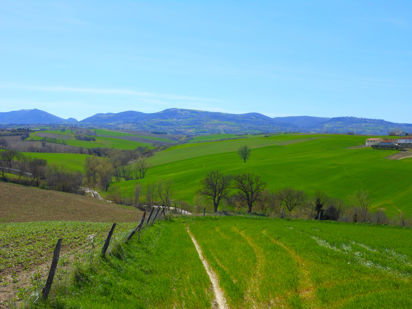 Campagna cingolana in primavera