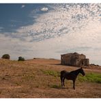 ..campagna..( Cirò-Kr )