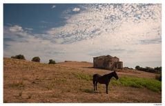 ..campagna..( Cirò-Kr )