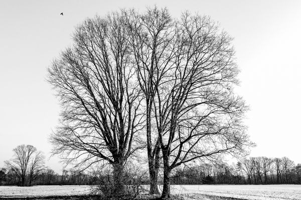 Campagna d' Inverno.