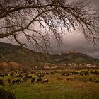 Campagna del padule di Bientina