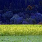 Campagna di Carinzia