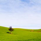 campagna di puglia