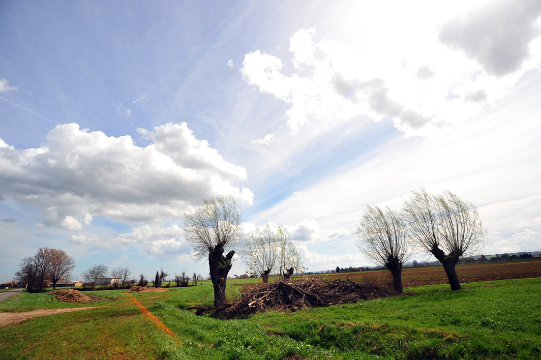 Campagna felinese