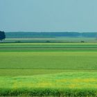 Campagna ferrarese