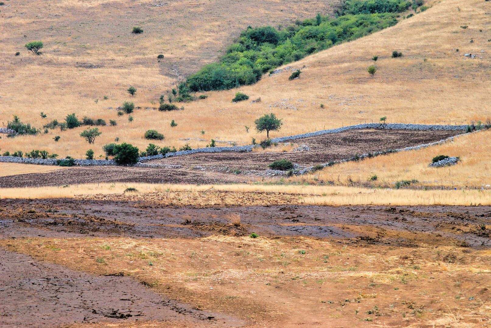 Campagna garganica