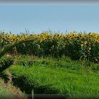 Campagna gialla  e verde.