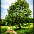 Campagna in CIttà - Villa Pamphili