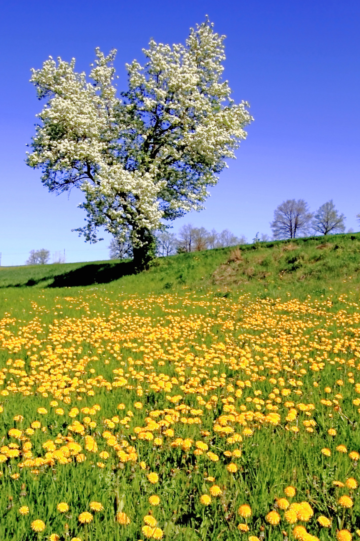 Campagna in fiore