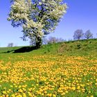 Campagna in fiore