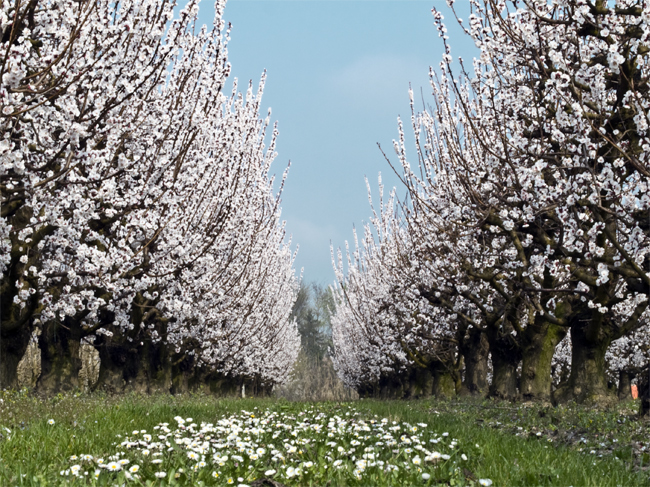 campagna in fiore