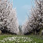 campagna in fiore