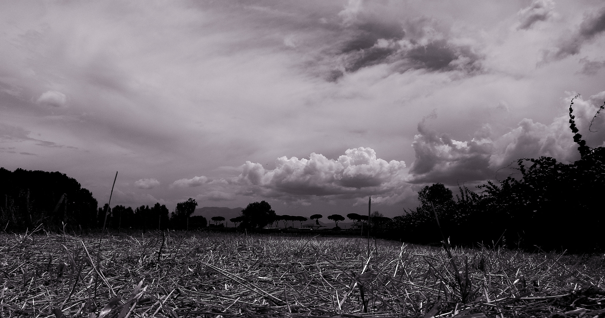 Campagna laziale