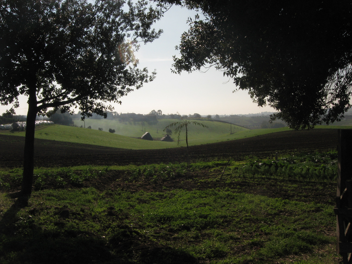 Campagna Lazialea