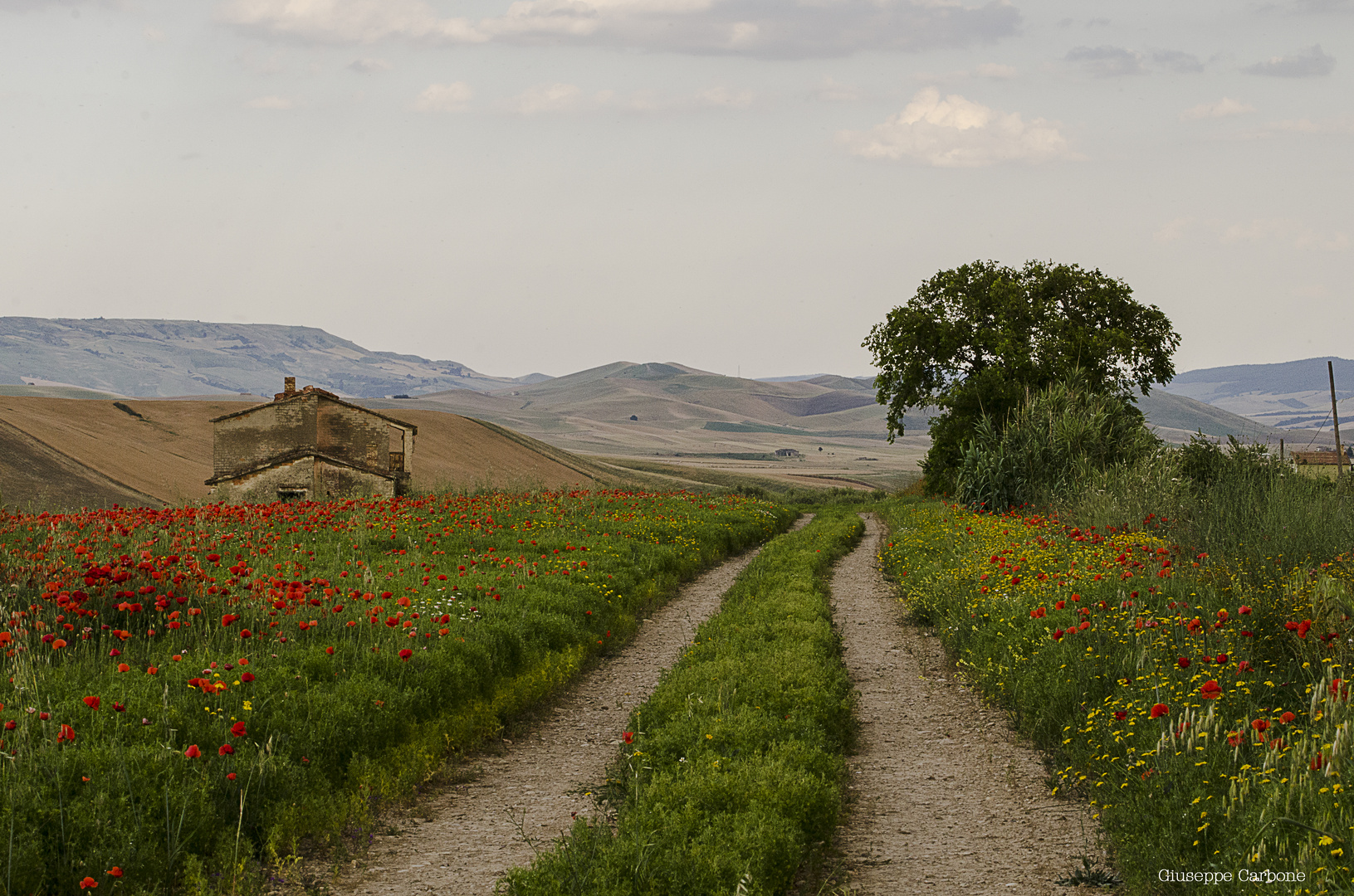 Campagna Lucana, nei dintorni di Genzano di Lucania (PZ)