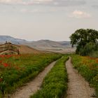 Campagna Lucana, nei dintorni di Genzano di Lucania (PZ)