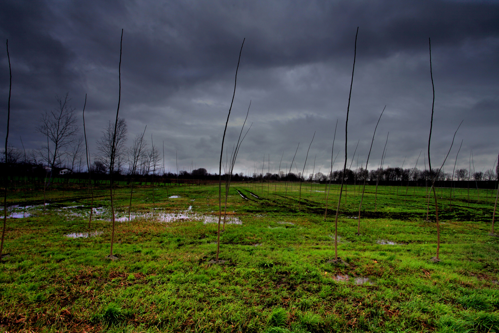 campagna mantovana 2