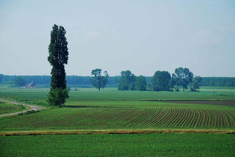 Campagna mantovana