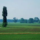 Campagna mantovana